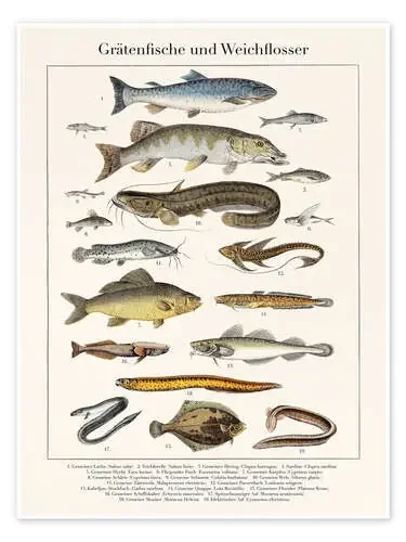 Bonefish and soft-finned fish (German) akg-images