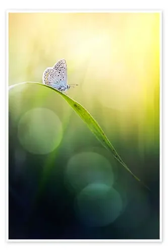 Born with wings de Bob Daalder