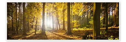 Bosque de otoño a contraluz con brillo del sol y hojas amarillas de Jan Christopher Becke