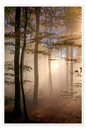 Bosque de otoño en la niebla de Hans-Peter Merten Robert Harding