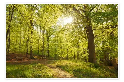 Bosque en primavera con rayos de sol de Oliver Henze