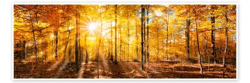 Bosque otoñal con luz del sol de Jan Christopher Becke