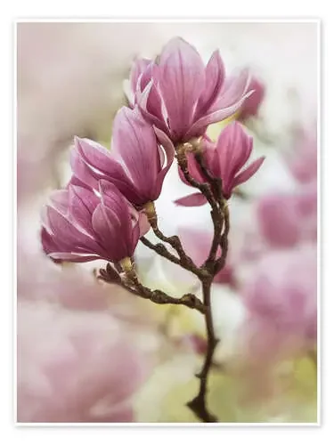 Branch of pink magnolia flowers de Jaroslaw Blaminsky