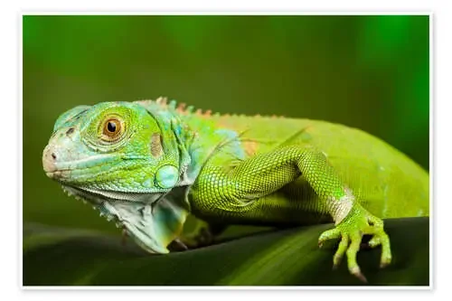 bright green iguana Editors Choice