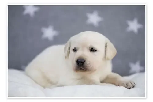 Bright Labrador Puppy de Heidi Bollich