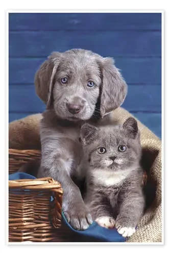 brothers from different mothers de Greg Cuddiford MGL Licensing