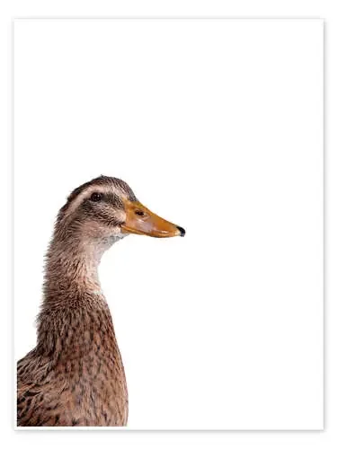 Brown Duck II de Animal Kids Collection Editors Choice