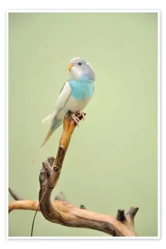 budgie resting on a branch Editors Choice