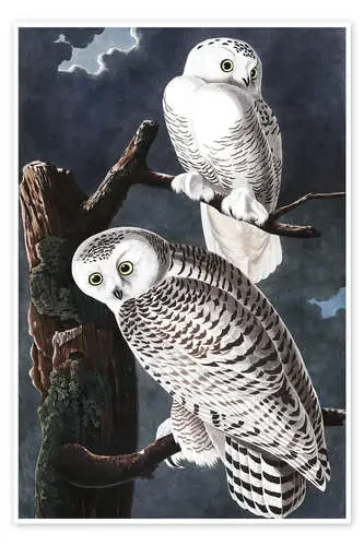 Búhos de la nieve de John James Audubon Master Collection