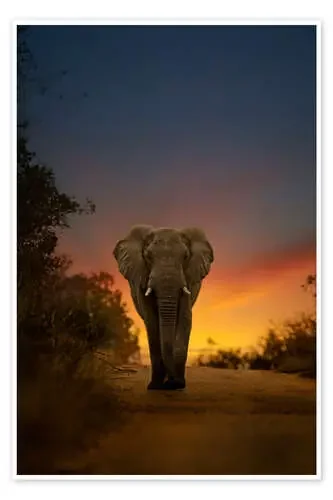 bull elephant Editors Choice