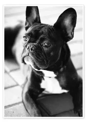 Bulldog francés de Falko Follert