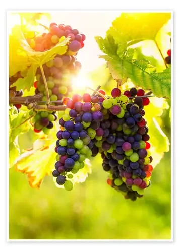 Bunch of black grapes on the vine de Elena Schweitzer