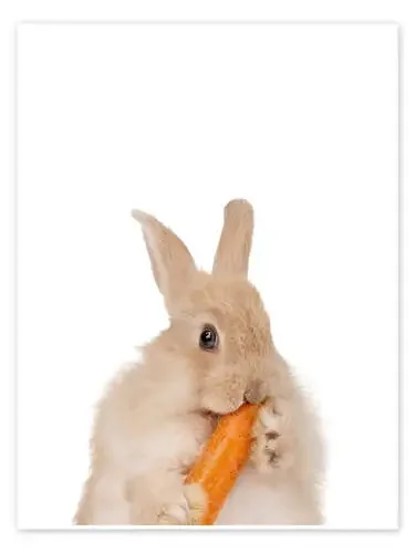 Bunny with a carrot I de Animal Kids Collection Editors Choice