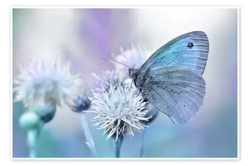 Butterfly blue de Atteloi