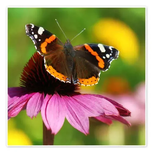 Butterfly de Atteloi