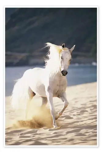 Caballo blanco en la playa de Vince Cavataio Design Pics