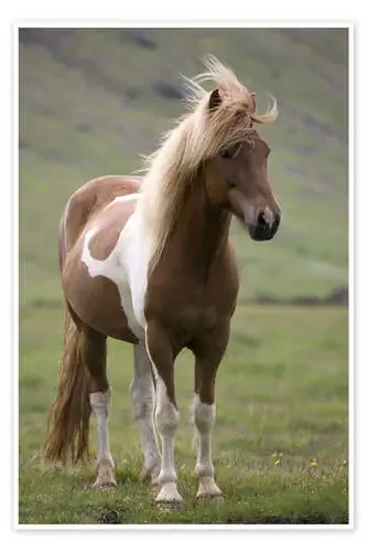 Caballo de Islandia de Don Grall Danita Delimont