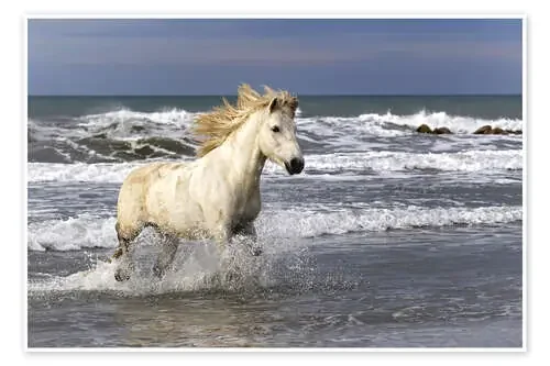 Caballo en las olas de Adam Jones Danita Delimont