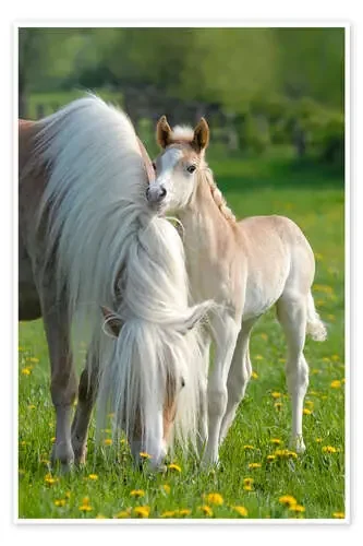Caballo haflinger, potro con la yegua de Katho Menden