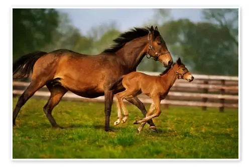 Caballos en Irlanda de The Irish Image Collection Design Pics