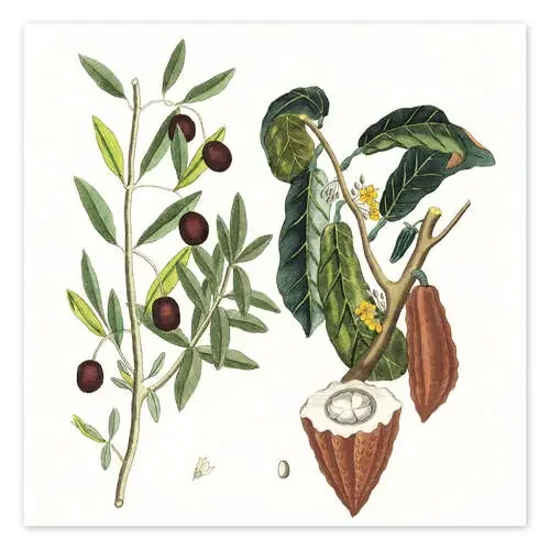 cacao de German School Bridgeman Images