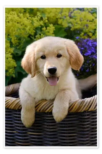 Cachorro de golden retriever de Katho Menden