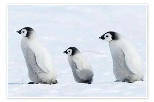 Cachorros de pingüino de P. Marazzi Science Photo Library