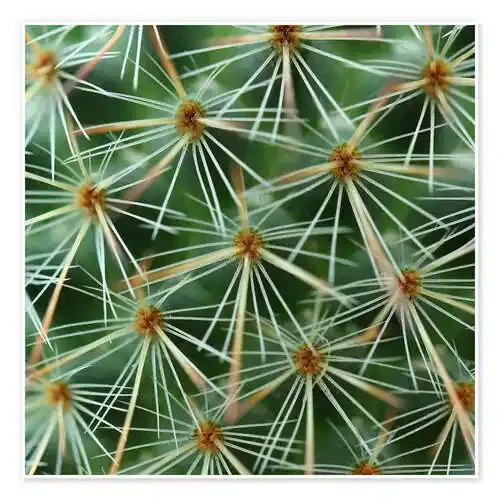 cactus pattern Editors Choice
