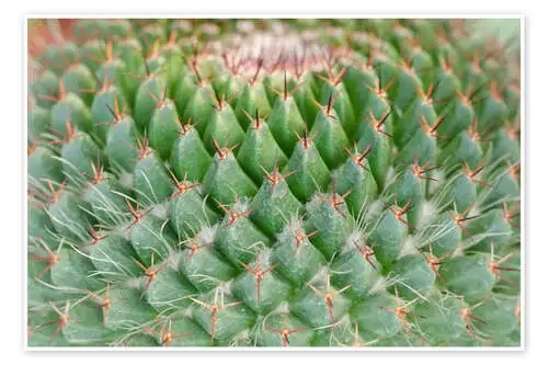 cactus pattern Editors Choice