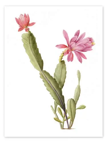 Cactus Speciosus de Pierre Joseph Redouté Bridgeman Images