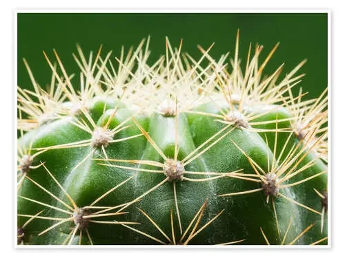 Cactus with thorns Editors Choice