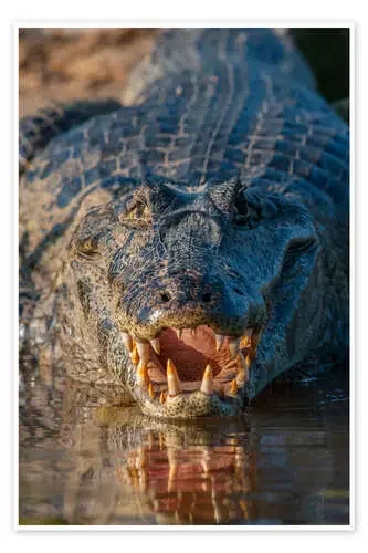 Caiman de anteojos en Brasil de Judith Zimmerman Danita Delimont