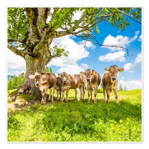 Calves in the Allgäu de Jan Schuler