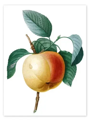 calville blanc apple de Pierre Joseph Redouté Master Collection