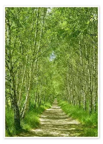 Camino en el bosque de abedules I de Atteloi