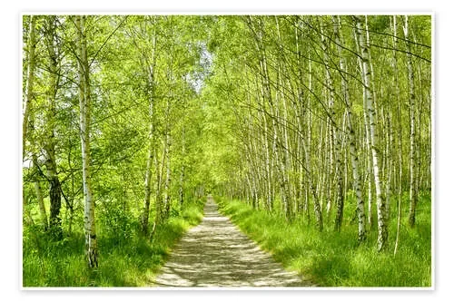 Camino en un bosque de abedules de Atteloi