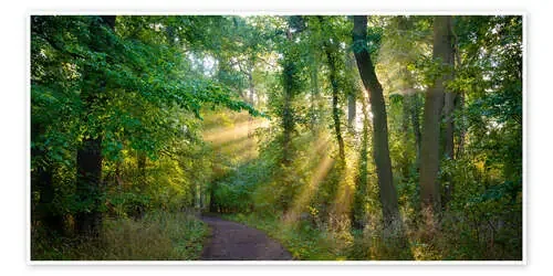 Camino forestal a la luz del sol de Martin Wasilewski