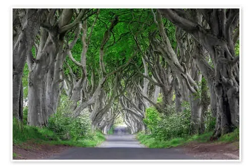 Camino forestal en Irlanda de Dieter Meyrl