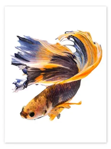 Campfish orange and blue Editors Choice