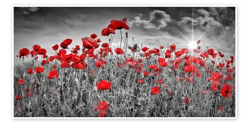 Campo de amapolas al sol de Melanie Viola