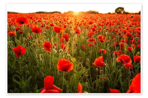 Campo de amapolas con puesta de sol de Oliver Henze