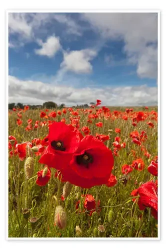 Campo de la amapola de John Short Design Pics