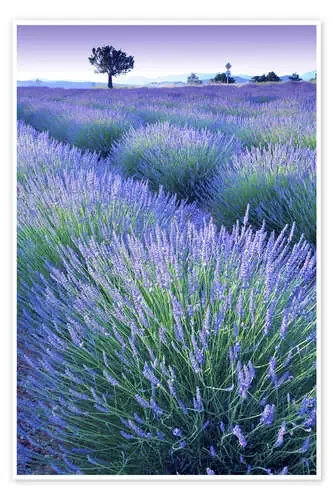 Campo de lavanda de Simon Kayne MGL Licensing