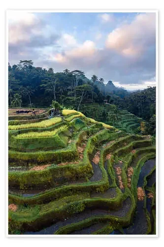 Campos de arroz en Bali al atardecer de Matteo Colombo