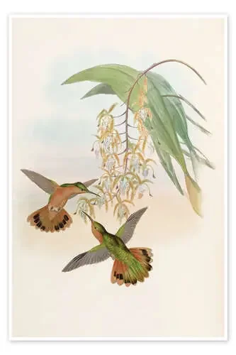 Campylopterus Rufus de John Gould Master Collection