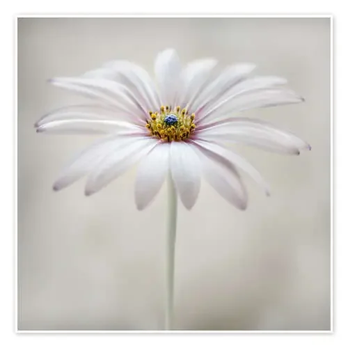 Cape daisy de Mandy Disher