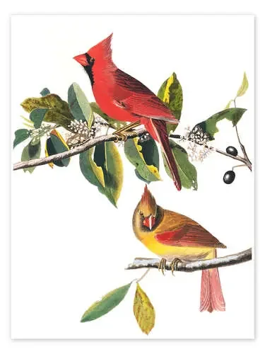 Cardenales de John James Audubon Bridgeman Images