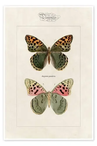 Cardinal butterfly, Argynnis pandora. de Alexis Nicolas Noel Master Collection