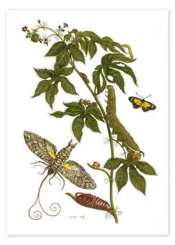 Caterpillars feeding on a plant de Maria Sibylla Merian Master Collection