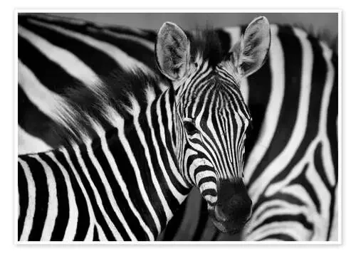 Cebra en blanco y negro de HADYPHOTO